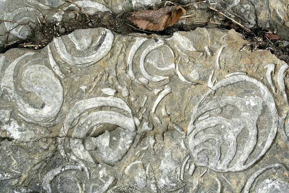 Snails on the rock